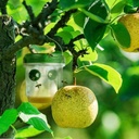 TRAMPA SOLAR CON LUZ LED PARA AVISPAS, AVISPONES Y MOSCAS |MY-WASP|